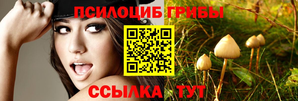 Псилоцибиновые грибы Psilocybine cubensis Ессентуки